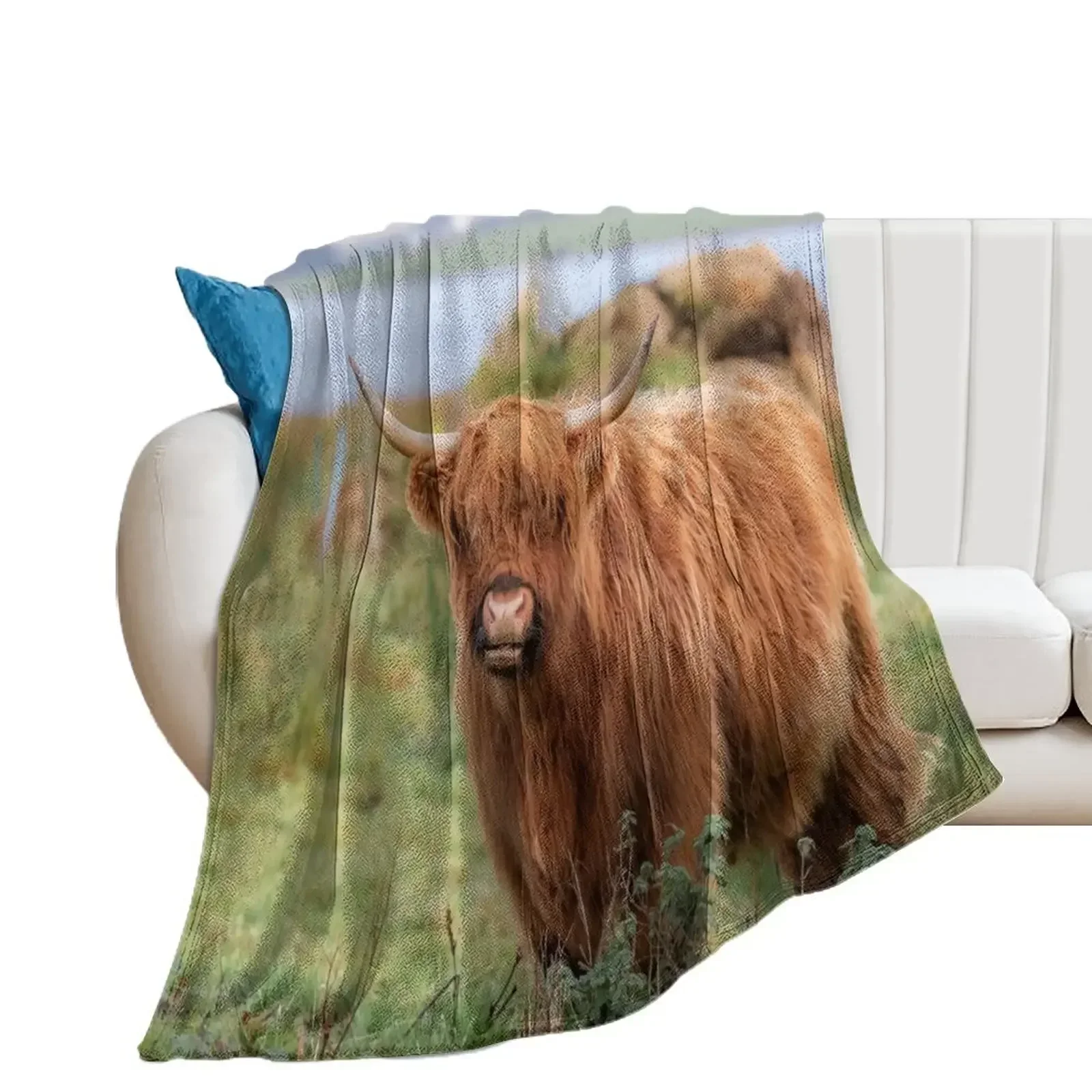 

Long haired Highland cattle - Highland cow, Highlander, Heilan coo - Thurso, The Highlands, Scotland Throw Blanket