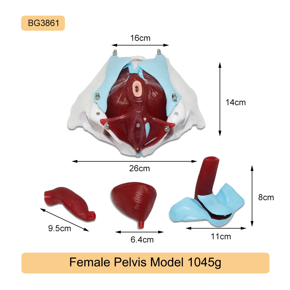 1 Pcs Female Pelvic Uterus Human Pelvic Floor Muscle Model Anatomy Skeleton Trauma Nursing Manikin Training