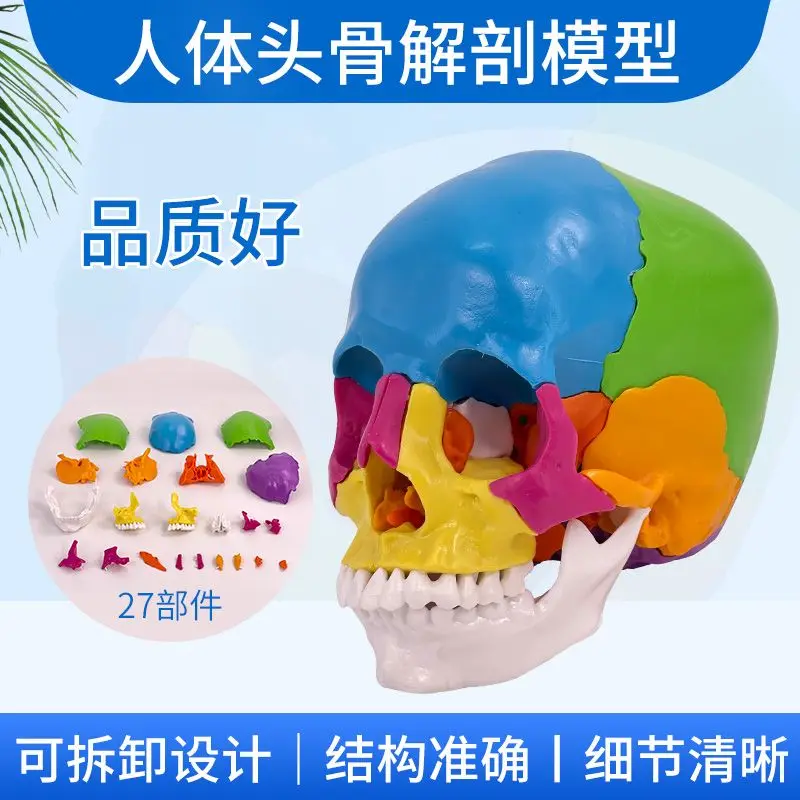 يمكن تقسيمها إلى 22 قطعة 1 إلى 1 بالحجم الطبيعي نموذج جمجمة ملونة تشريح الجمجمة الطبية الجمال طب الأسنان عن طريق الفم #2