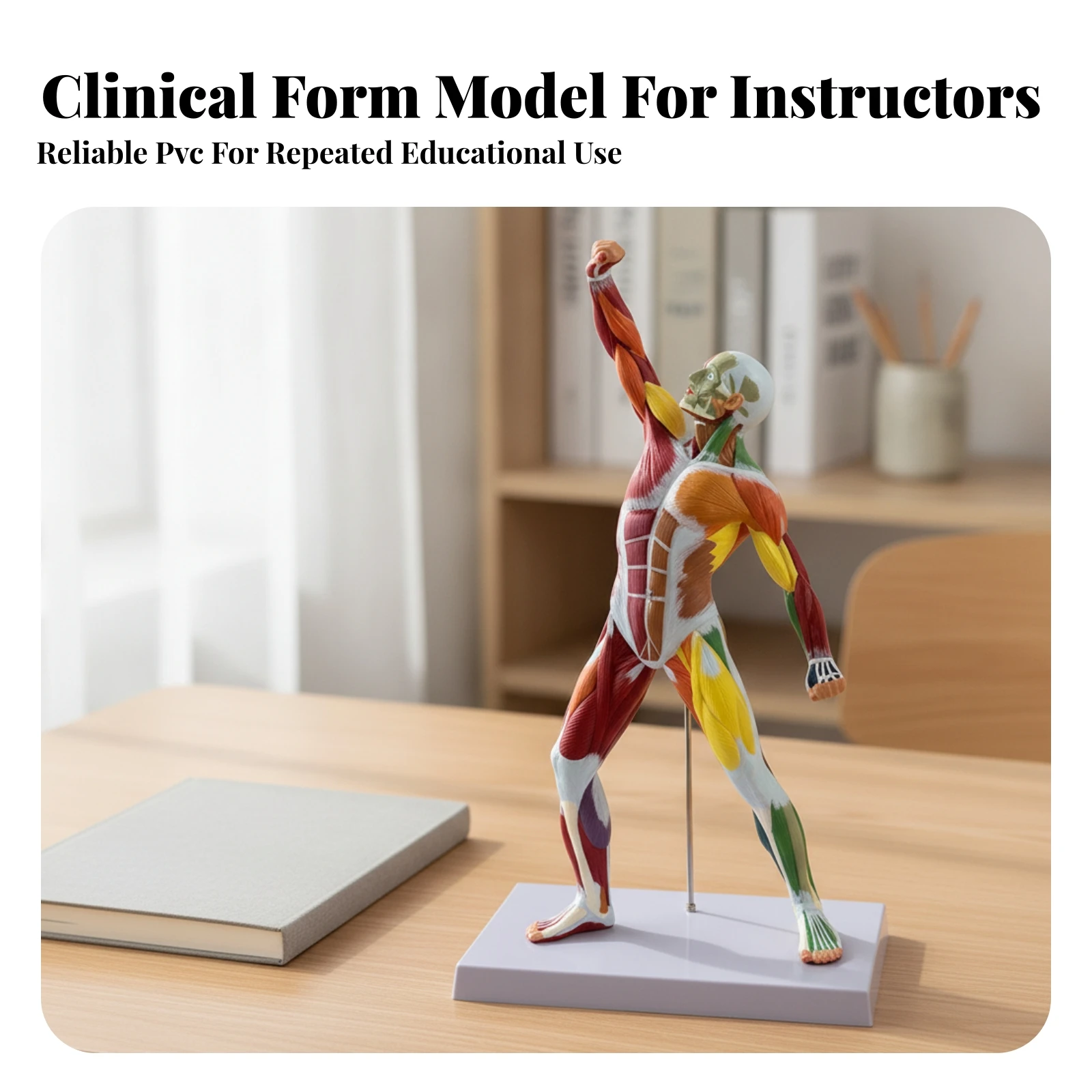 Human Muscle Anatomy Model Professional Muscle Anatomy Model with Base Human Muscular Figure Detailed Lifelike for Students