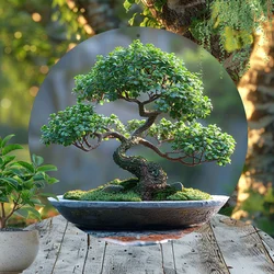 Waterproof Aluminum Art Set with 1pc Bonsai Tree Circular Wall Decor, 8x8 Inch Greenery Themed High-Definition Metal