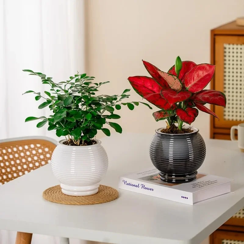 Fashion Self Watering Hydroponic Plants Pot Plastic Removable Mini Succulent Planter Tabletop Vase Flowerpot