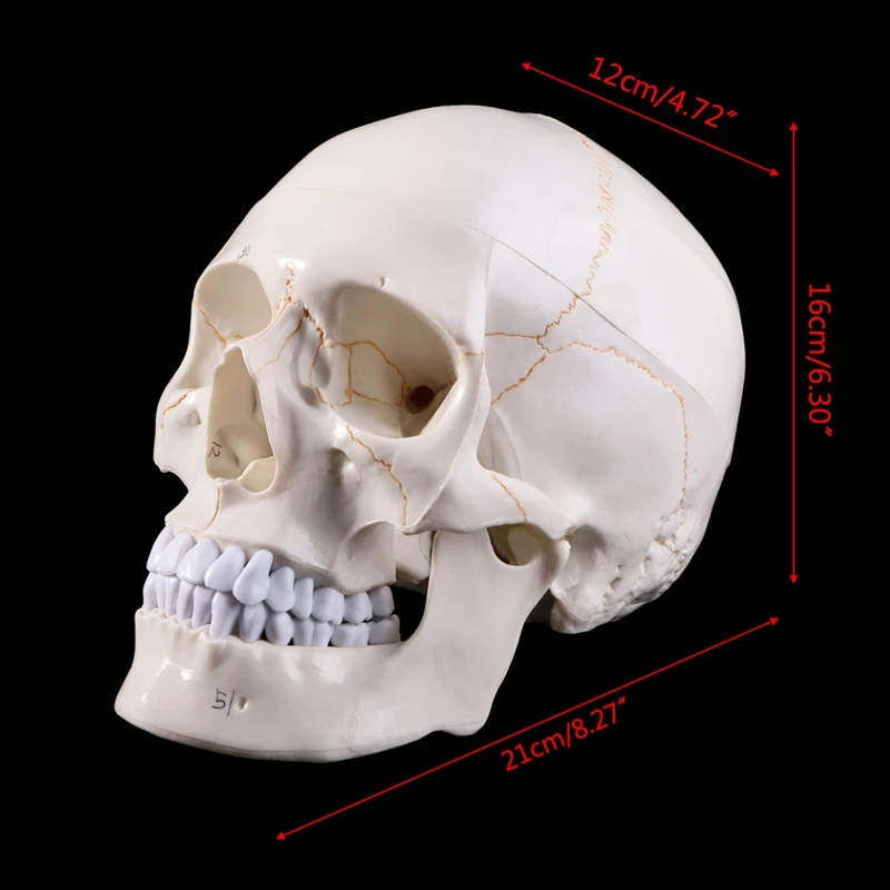 Life Size Human Skull Model Anatomical Anatomy Medical Teaching Skeleton for Hea