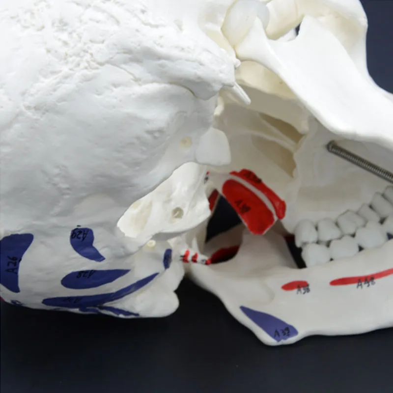 DARHMMY 1:1 Modelo de Crânio Muscular Destacável A Anatomia do Crânio