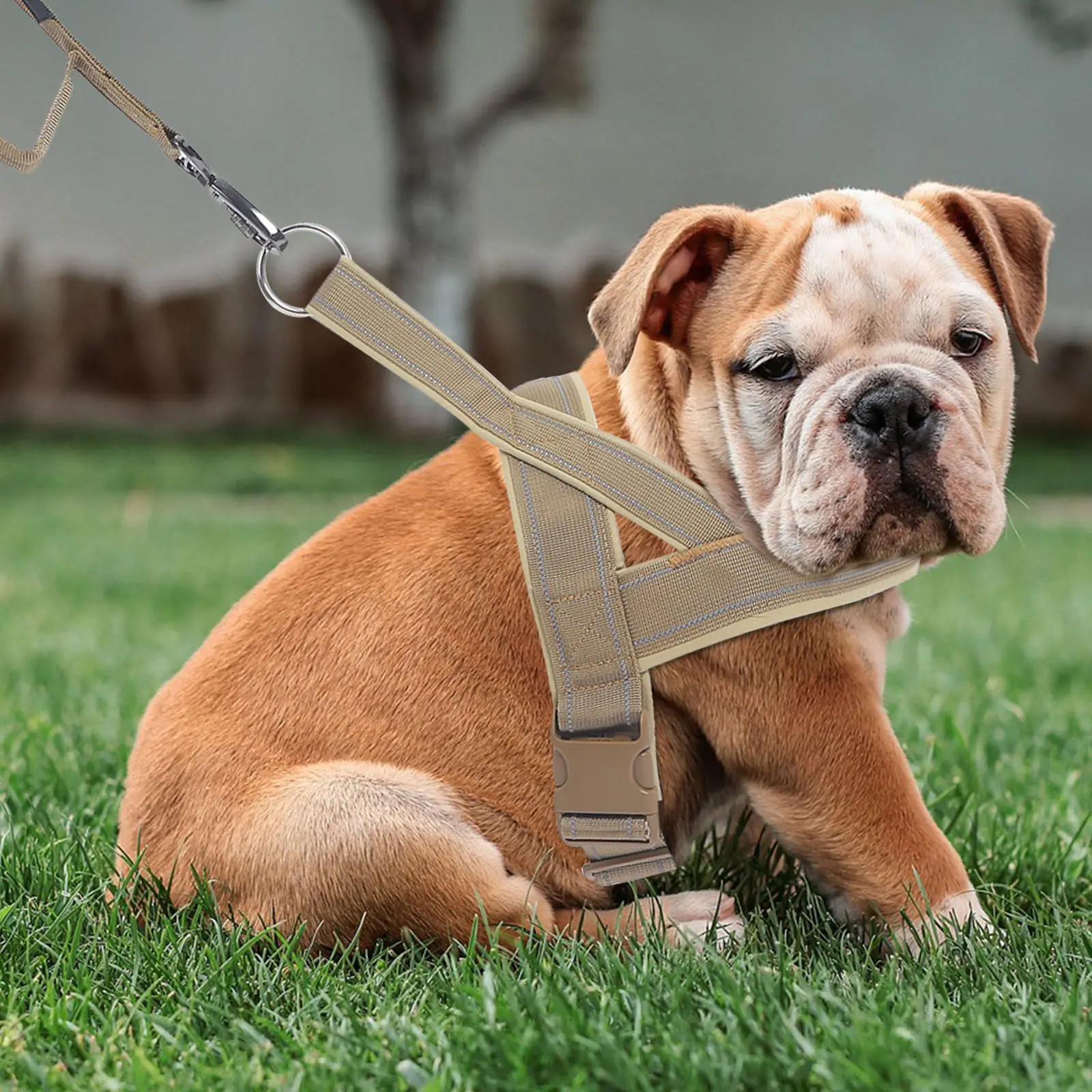 

1 комплект регулируемой шлейки для щенков и маленьких собак, для прогулок на улице, портативный жилет для собак, износостойкий аксессуар для питомцев