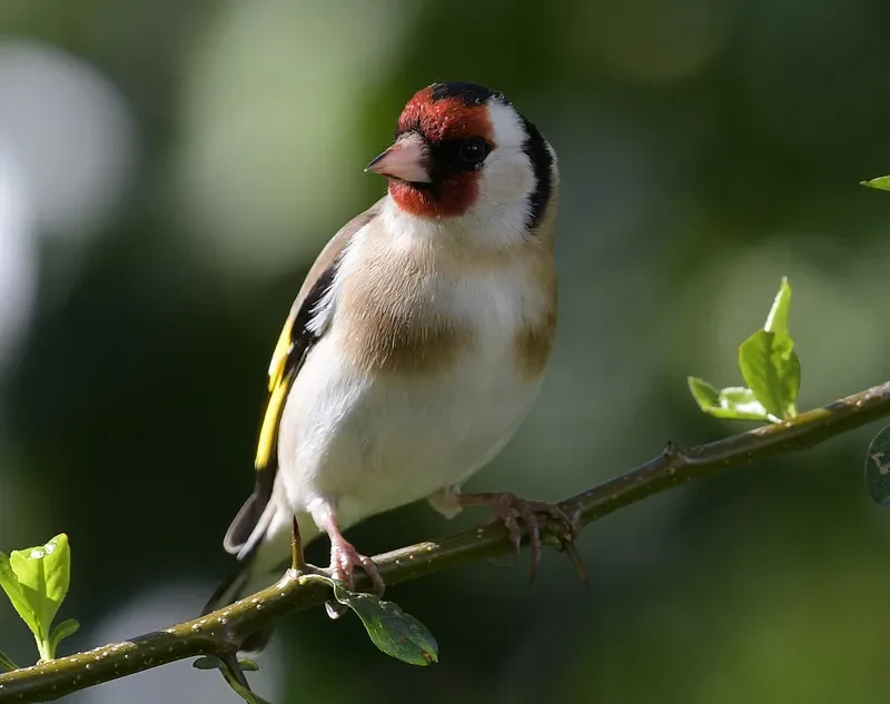 2쌍의 Gemfan Windancer 5043 (T5043C) 프로펠러 - 5x4.3인치 PC 3-블레이드 (CW&CCW), FPV 레이싱 프리스타일 드론용