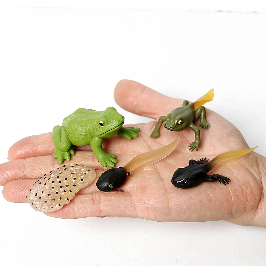 Figura de personaje realista de animales de la selva tropical, ranas, árbol, Rana, Tadpole, Groth Cycle, modelo educativo, juguetes de colección