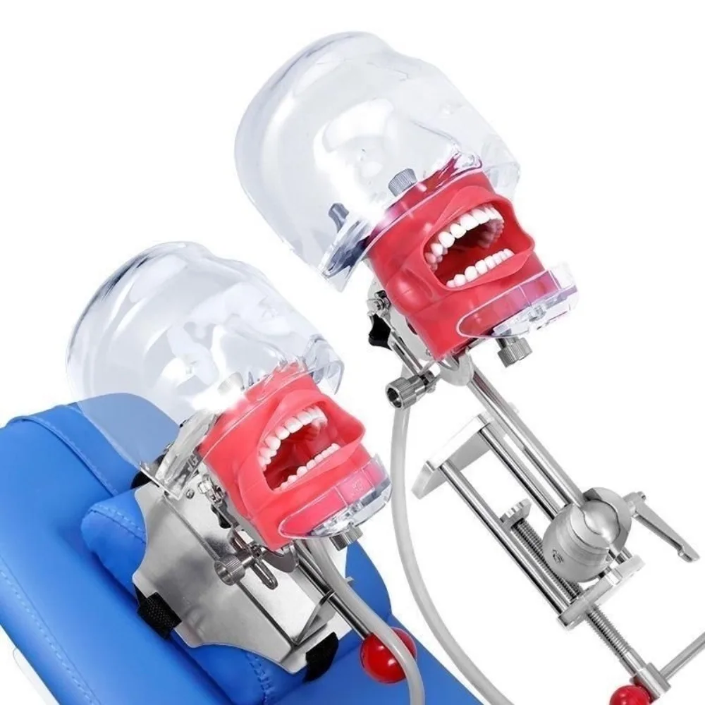 Dental Simulator Mannequin Head Teaching Head Mold Typodont Tooth Model with 28 Removable Teeth for Simulations Practice