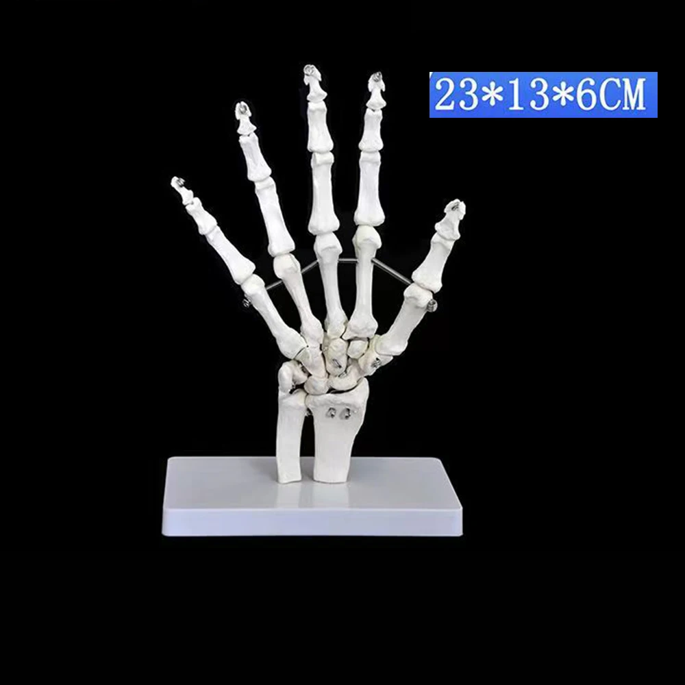 1:1 Human Foot Palm Skeleton Anatomy Model Medical Science Student Teaching Resources Anatomia Humana Biologie Use Tools Kit