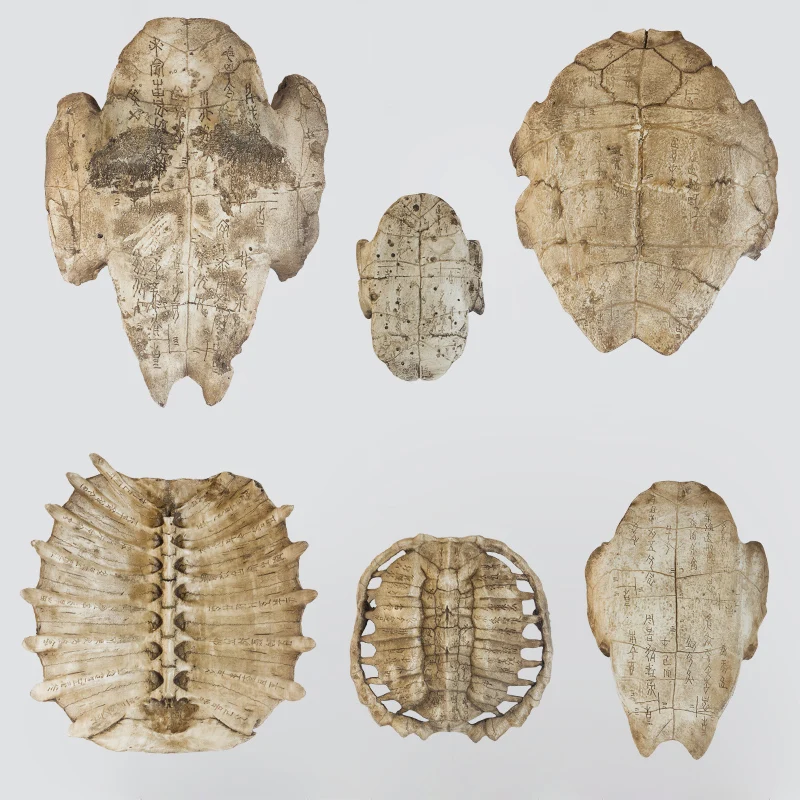 

Resin Oracle Bone Script Turtle Shell Soft-shelled Turtle Shell Decoration Wall Hangers Decorative Props Marine Animal Shell