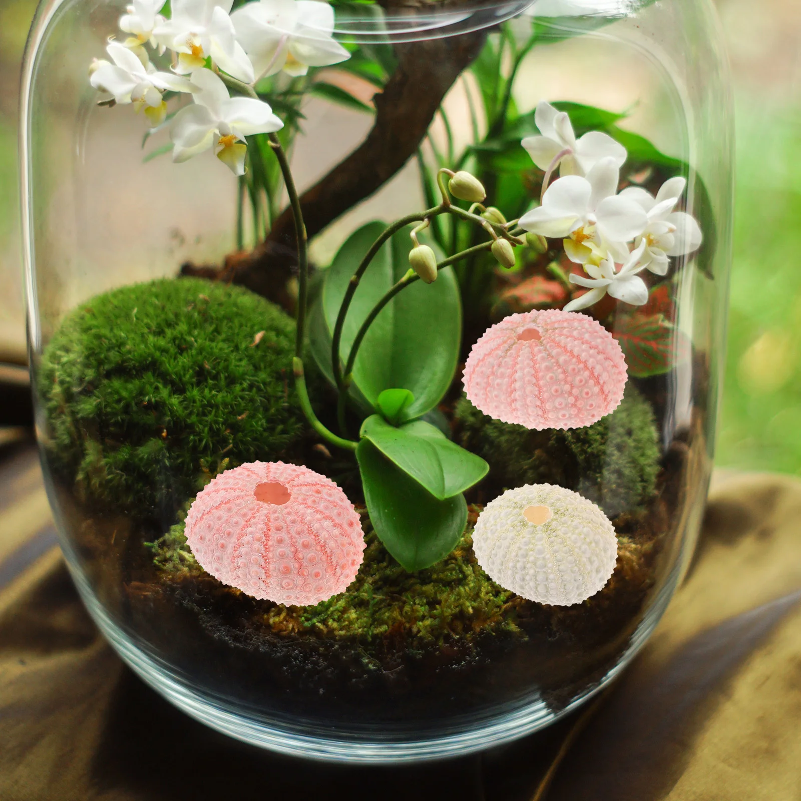 5Pcs Sea Urchin Shells Above 4Cm Natural Tillandsia Containers Air Plant Holders Succulent Planting Pots DIY Craft
