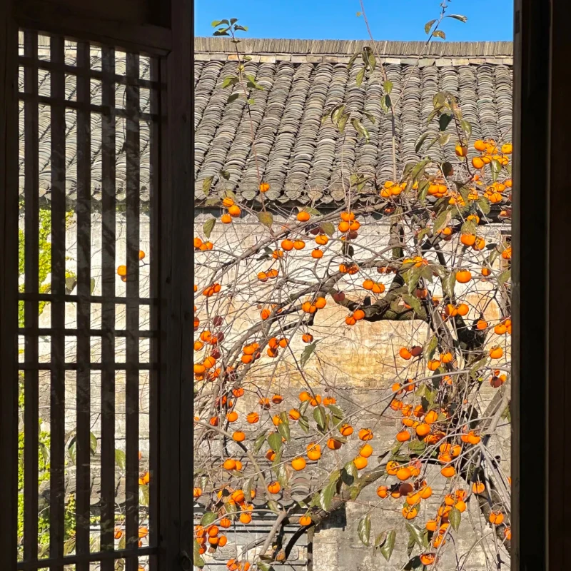 

JX Servo CLS6322HV Digital Servo - 21KG Torque, 180° Angle, High Voltage, Metal Gear, Coreless,High Quality