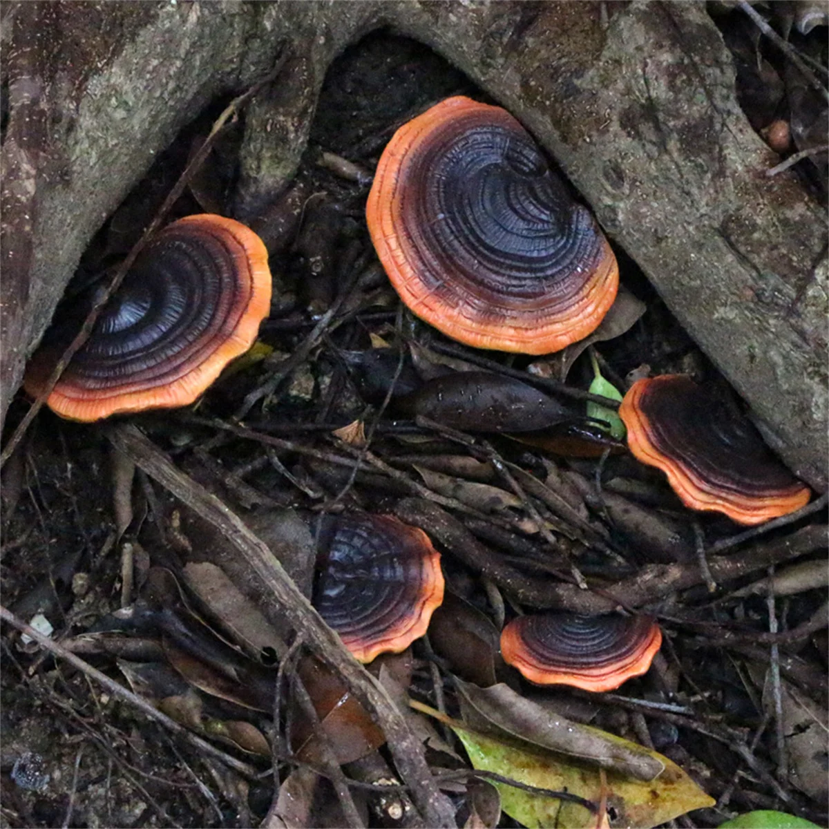 5Pc Creative Resin … - image