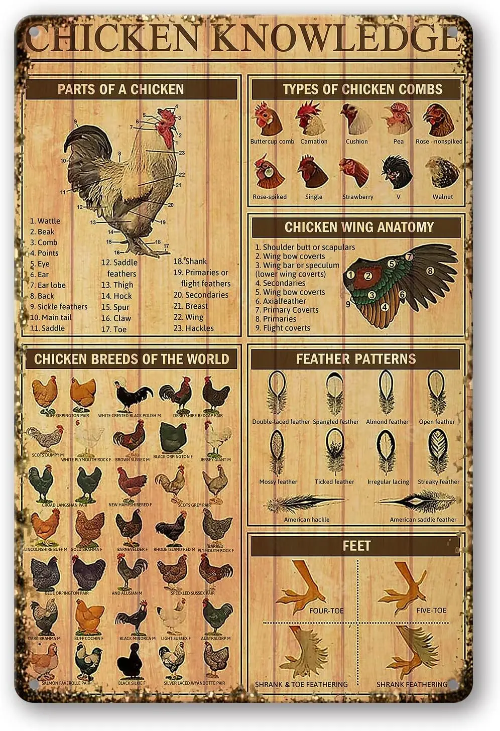Plaque en métal Chicken Knowledge, affiche rétro avec infographies sur les races de poulets du monde, pour club, café, bar, maison, cuisine