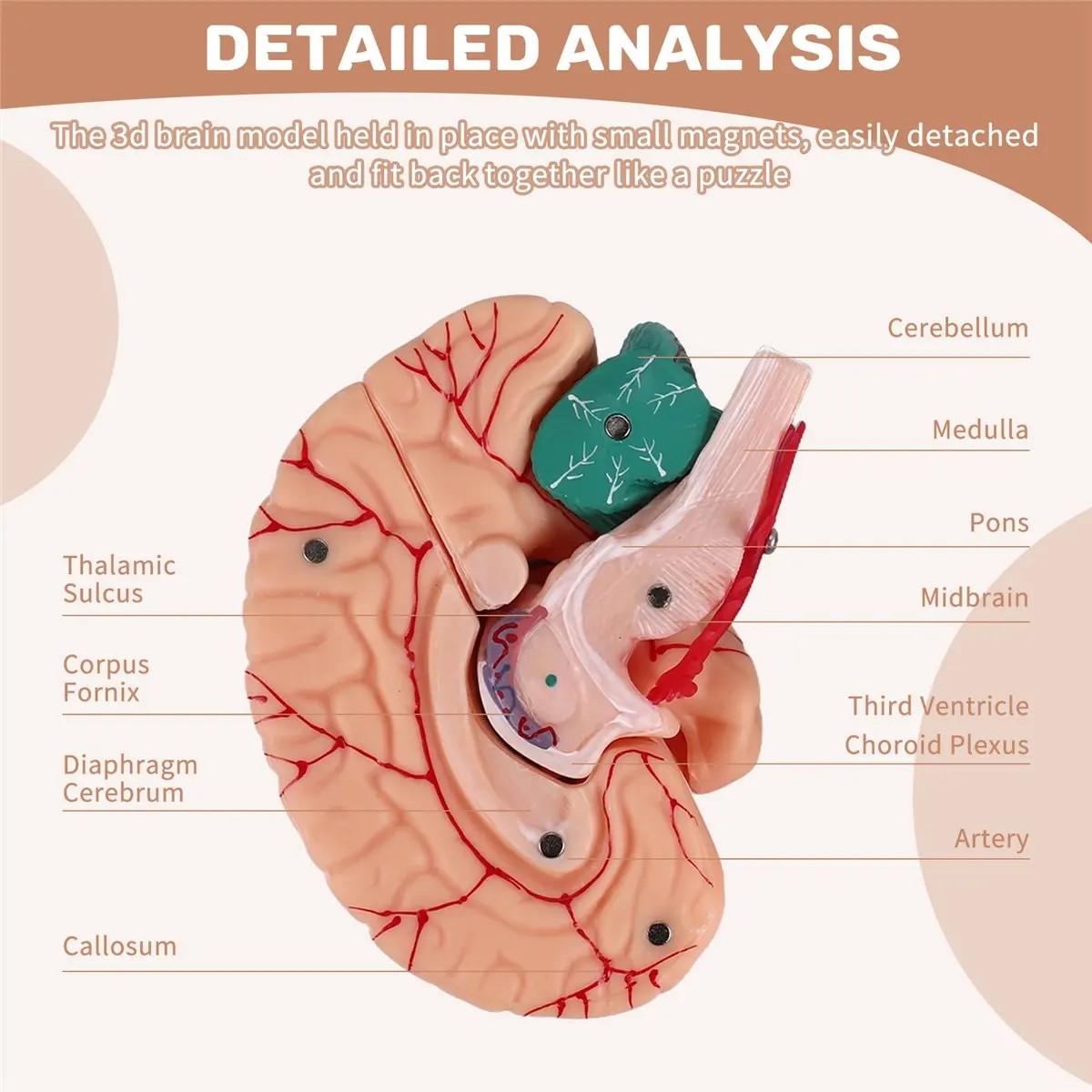 

Модель человеческого мозга A56K в натуральную величину с подставкой для демонстрации, для изучения и обучения в научных классах B