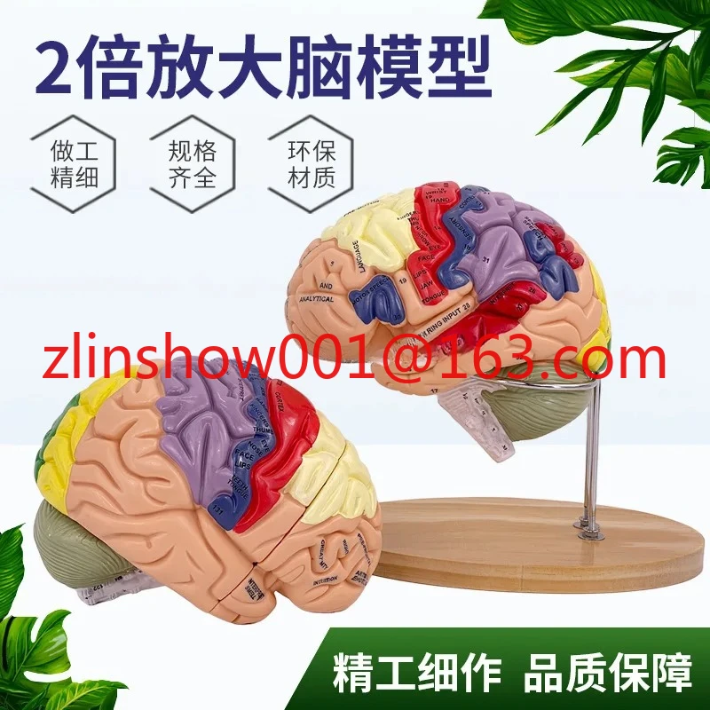 2 Times Magnification 4 Parts Brain Attached Cerebral Artery Model Cerebrovascular Model Neurology Human Brain Anatomy Model