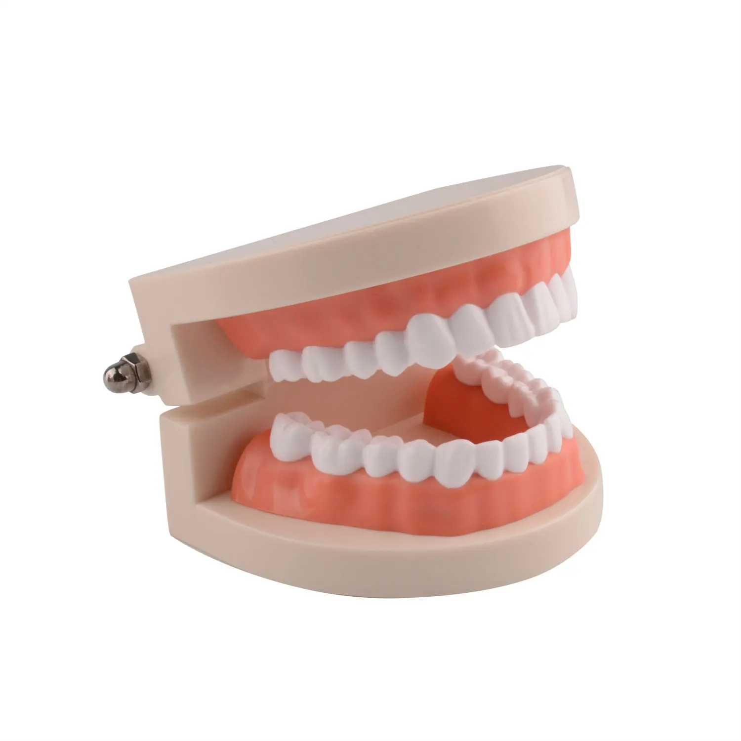 Ultrassist Standard Dental Teaching Model Study On The Structure Of Oral Teeth Dentist Educational Demonstration Tool