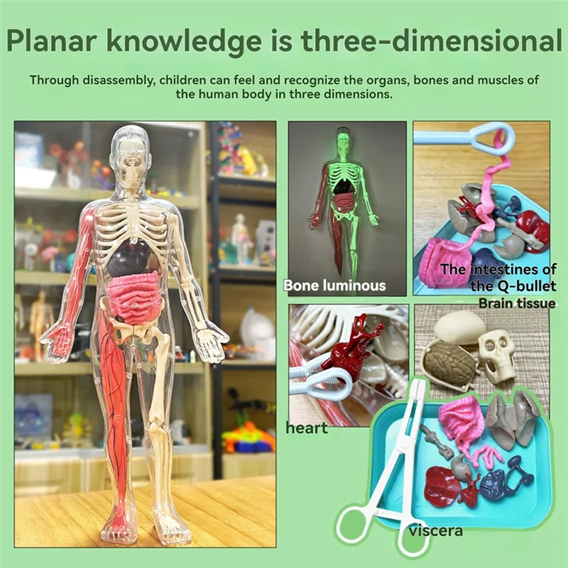 

AED7-DIY Assembly Of Noctilucent Human Organ Skeleton Model Anatomy For Early Childhood Biology Teaching Primary Secondary