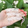 mouse -20pcs