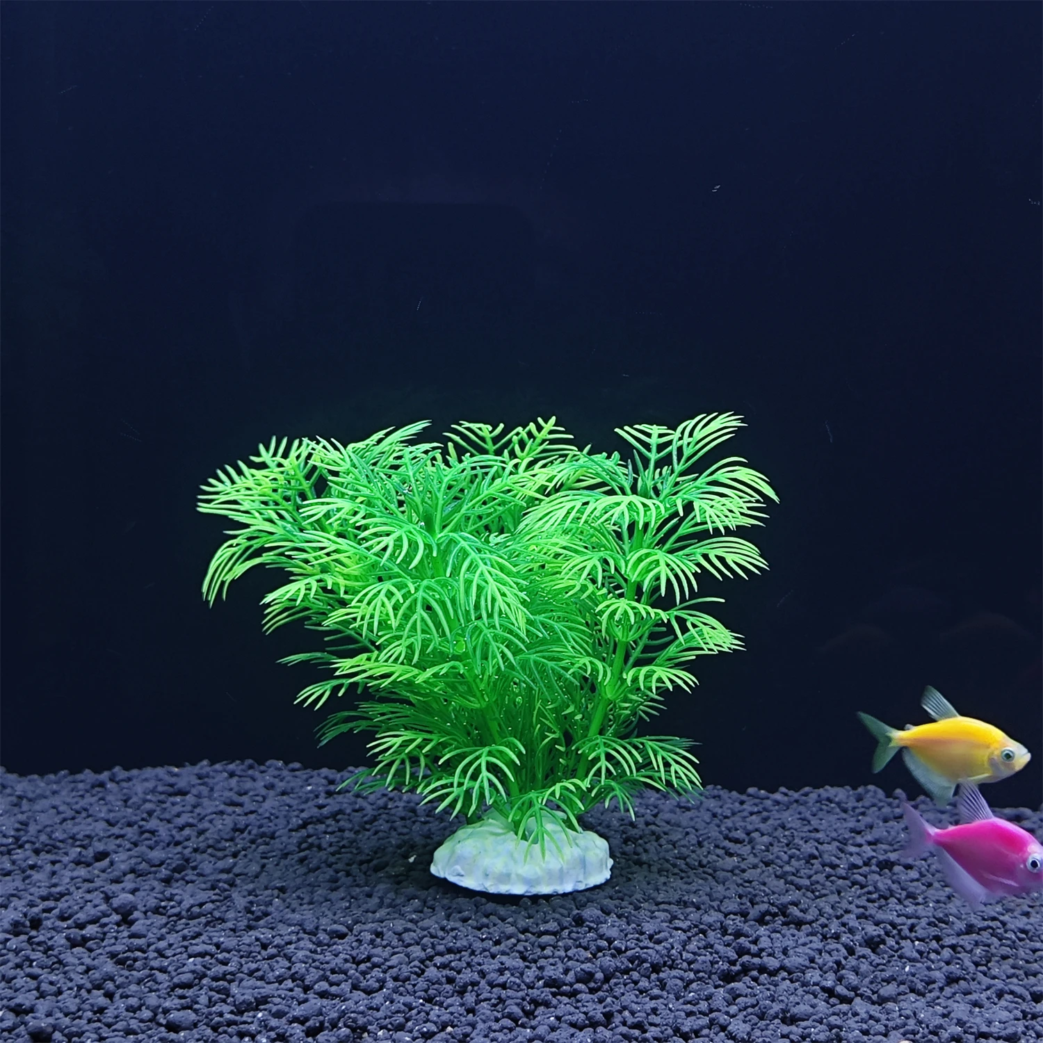 พิพิธภัณฑ์สัตว์น้ําจําลองพืชปร - Aquarium Planted Fish บทวิจารณ์และราคา