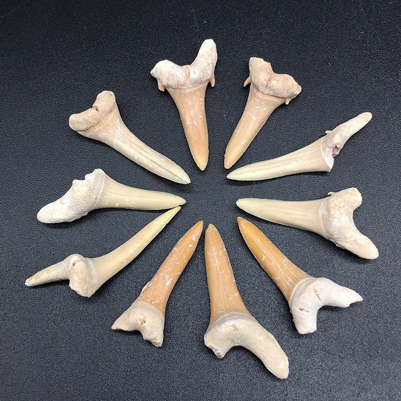 Natural Teeth Teaching Popular Science Specimen Jewelry Pendant Gift Collection DIY Crafts Home Decor Sculpture Taxidermy