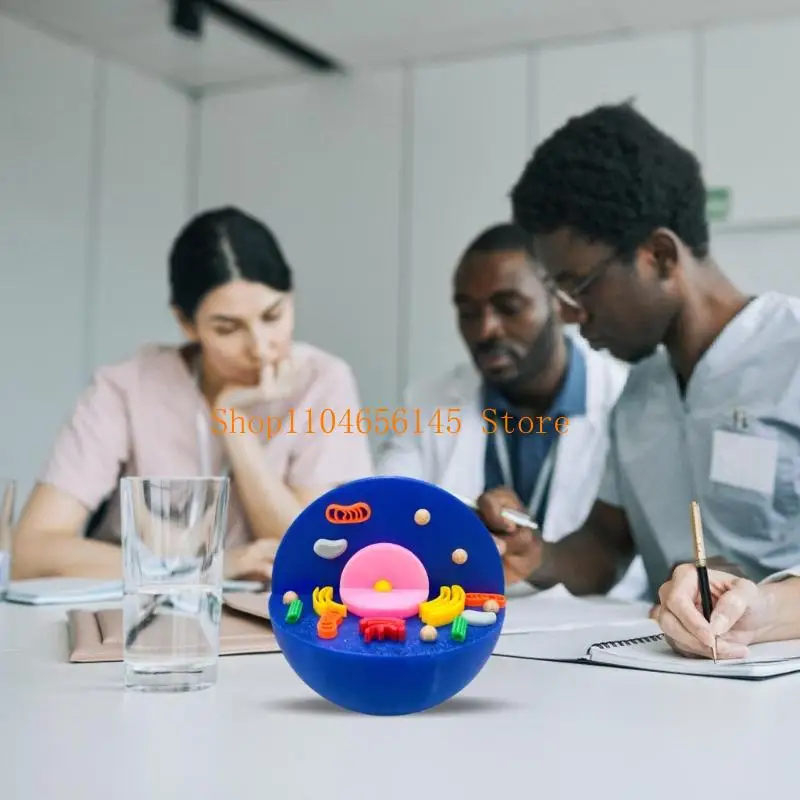 5asd Anatomical Animal and Plant Cell Comparison Model For Classroom Lab Education