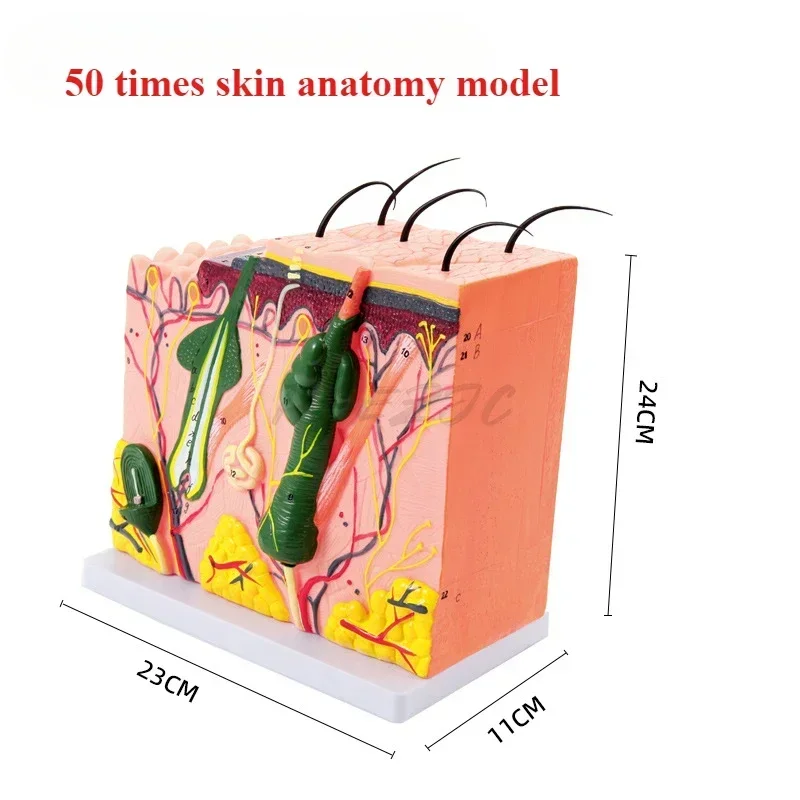 50Times Magnified 3D Human Skin Model Block Enlarged Plastic Hair Layer Structure Anatomical Anatomy Medical Teaching Tool