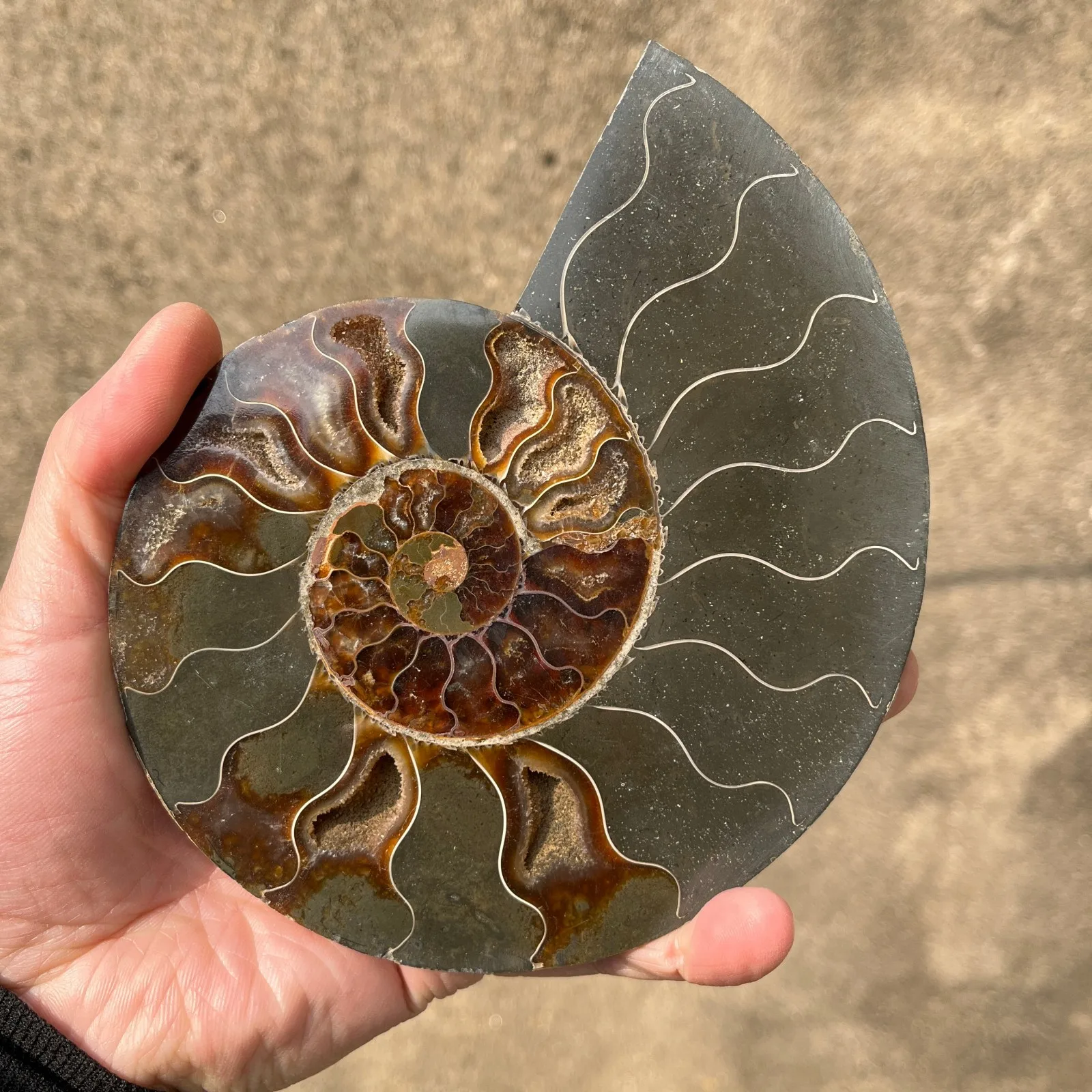 Natural Cut Ammonite Pair Matching Stone Specimen 16CM Home Decor Mineral Collection Spiritual Healing Crystal Gift