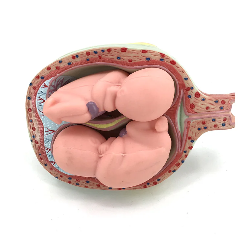 gynecology female pelvic full-term fetal model pregnancy development fetal uterine reproductive model for medicia teaching