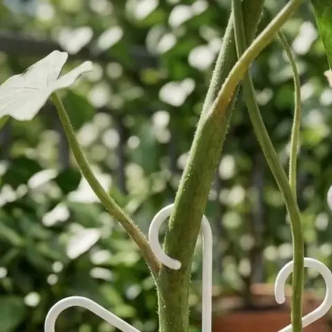 Reusable Plant Support Clips for Monstera Pothos Philodendron 4 Adjustable Sizes 5.31 4.6 3.07 2.32 Inch Plastic For Stabilizers