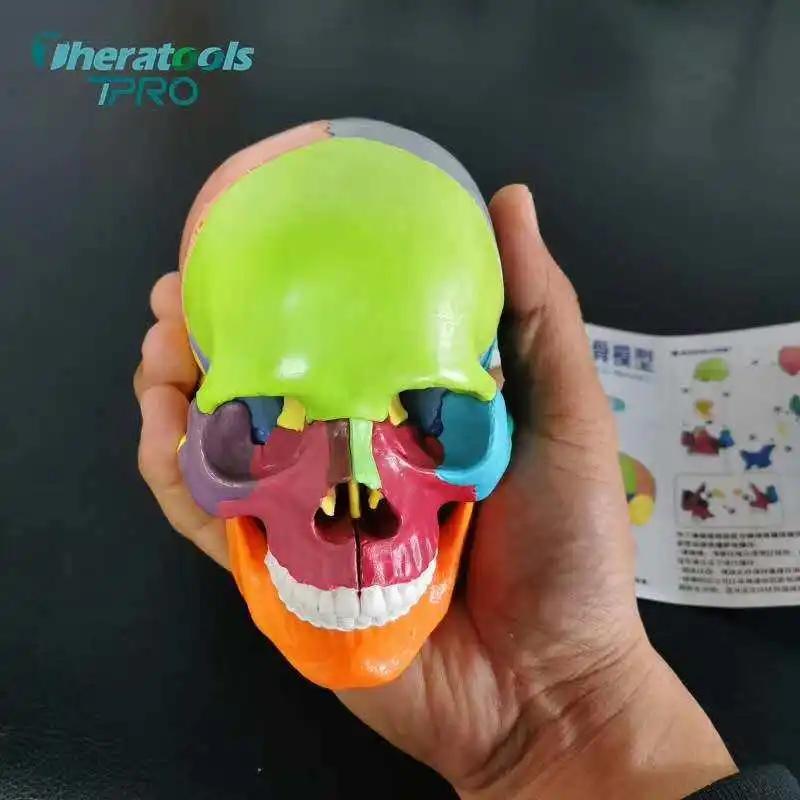 15pcs/setDetachable Teaching Anatomical Skull Model Desktop Ornament Disassembled Color Life Size Simulated Medical Anatomy Demo