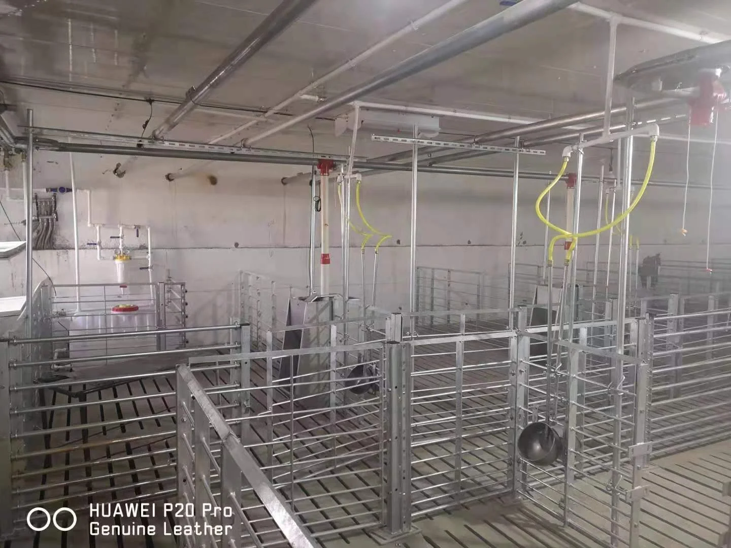 Automatic pig feeder and drinker automatic pig feeding system and watering system for pig farm