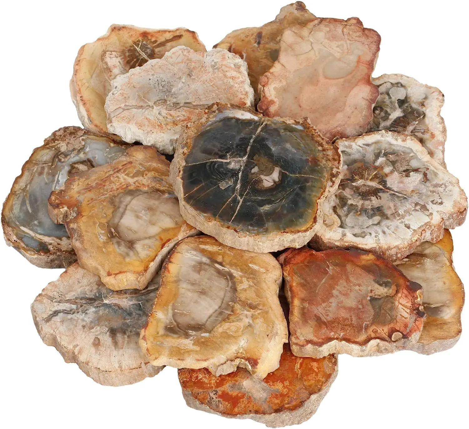 Natural Polished Microsection Petrified Wood Quartz Crystal Gift Healing 1PC