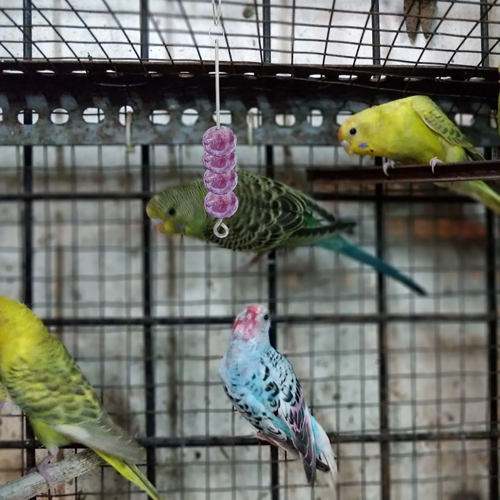 

3 PCS Parrot Fruit Fork Food Holder Birds Skewer Treat Cage Treating Vegetable Stainless Steel Skewers