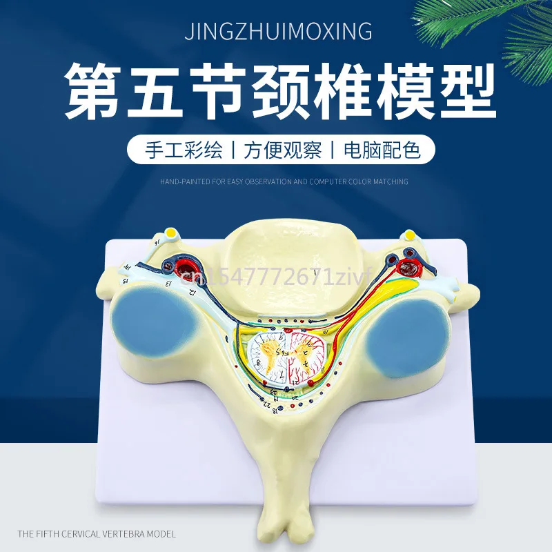 Spinal Cord Cross-Section Amplification Model Fifth Cervical Spine Attached To Spinal Cord and Spinal Nerve Amplification