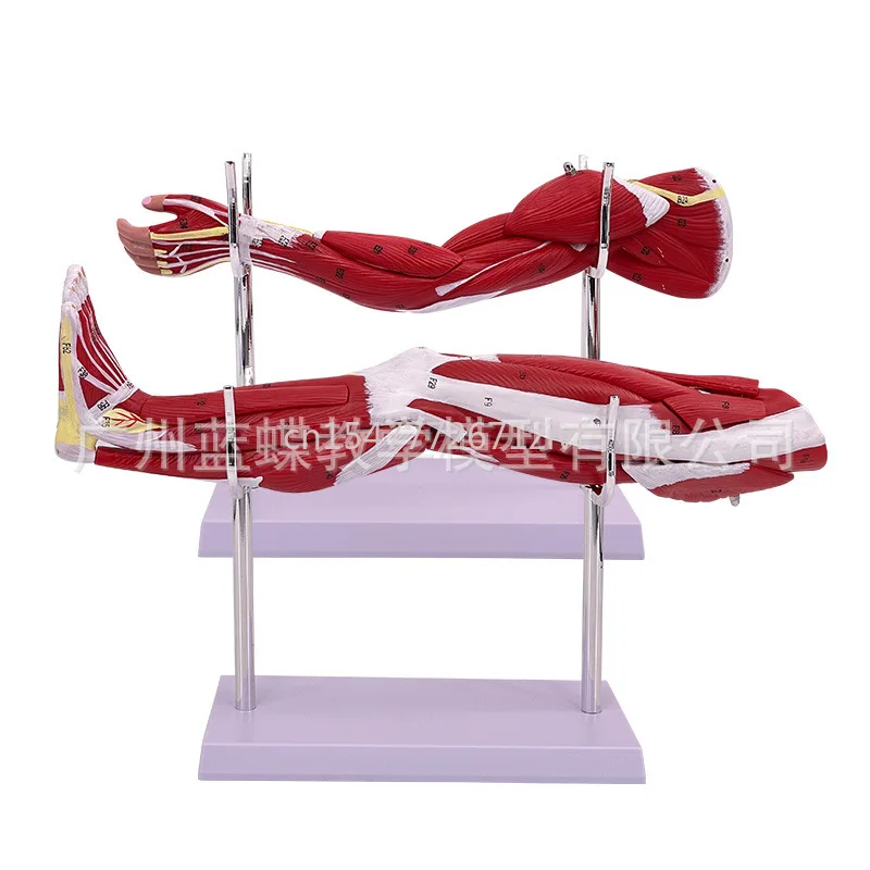 Small Upper Limb Arm Muscle Anatomy Lower Limb Leg Muscle Attached Vascular Nerve Human Muscle Construction Model