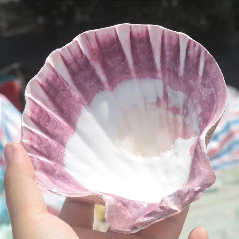 2pcs Super Large size 13-16cm natural conch shell, lion claw shell, DIY painting special shell, Hawaiian fan shell jewelry box