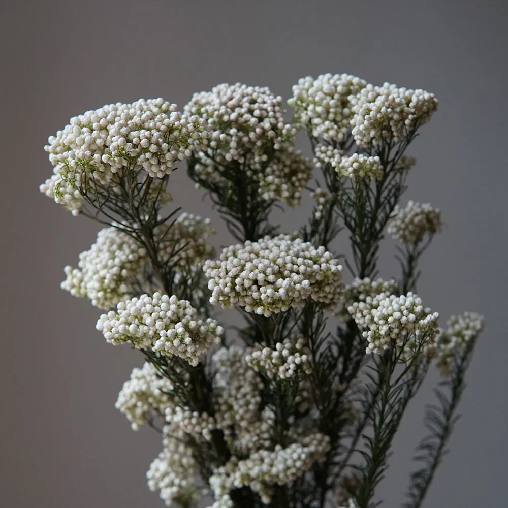 50 g/konservierte frische Blumen, verschiedene Farben, natürliche echte Blumen, Hirseblüten, Heimdekoration, Hochzeit, Party-Dekoration