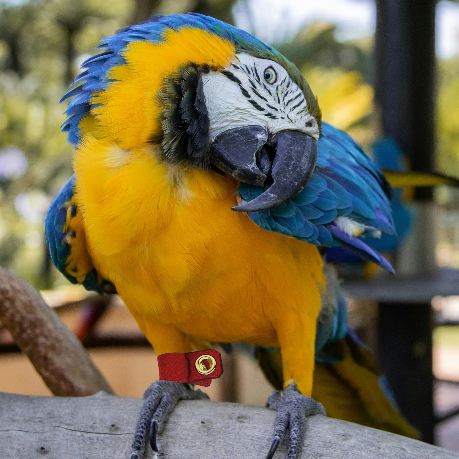 

4Sets Suede Cloth Bird Foot Rings Parrot Opening Leg Bands for Identification Pigeon Leg Bands Bird Foot Protector