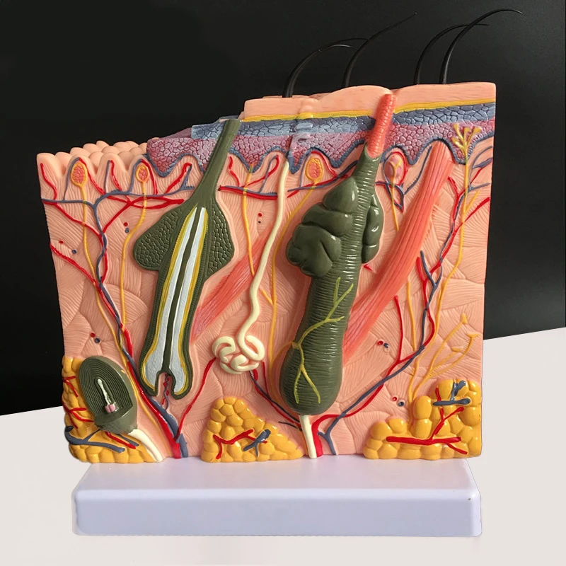 Human Skin and Hair Structure Enlarge Model Skin Layer Structure Model skin structure anatomy cosmetic training AIDS