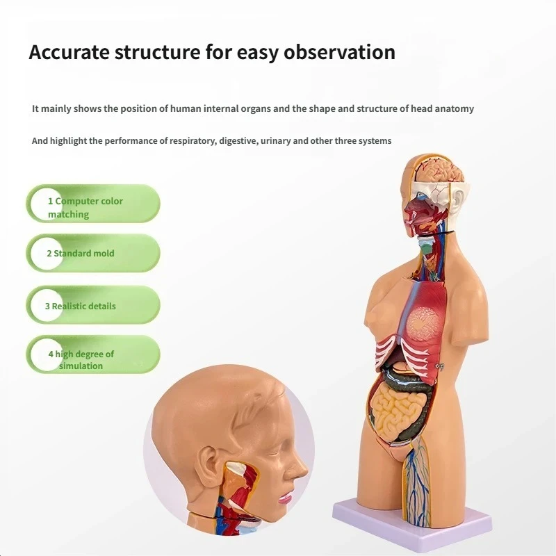 55cm 21pcs Medical Human Torso Model Assembled Anatomy Body Bisexual Anatomical Models Assembly Science Educational Model