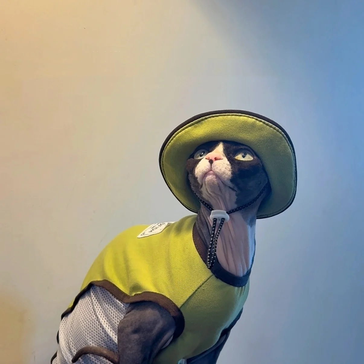 Ropa verano para gatos sin pelo Devon Rex: chaleco malla verde y gorro - imagen 3