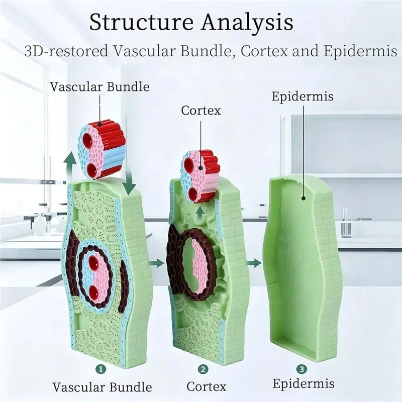 Leaf Structure Model, Plant Enlarged Display Anatomical Model Portable Junior High School Biology Teaching Instrument