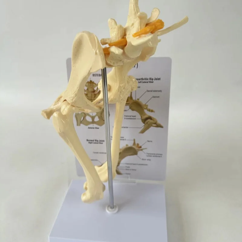 

Dog hip joint model dog skeleton bone animal veterinary teaching teaching instrument
