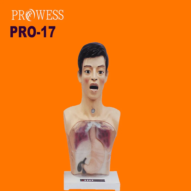 PRO-17 Basic nursing person internship operation model, Nurse training manikin/basic practice teaching model