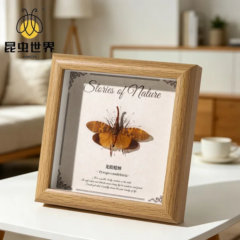 Real Rainforest Insect Specimen Frame Made Of Wood, Suitable For Decoration On Tabletop Or Wall As A Decorative Piece