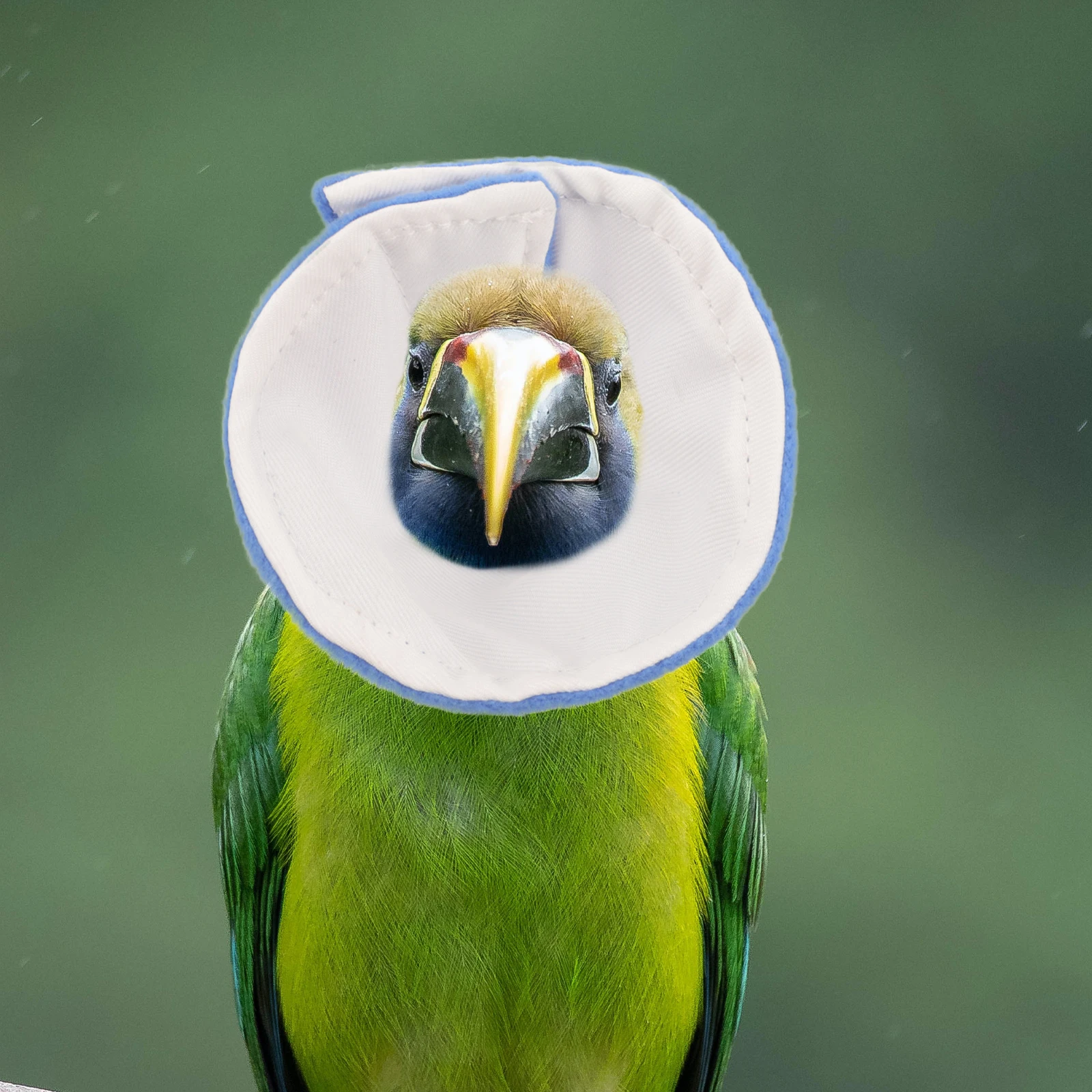 

Anti-Bite Bird Collar Parrot Neck Protector Washable Reusable Cone Collar for Pet Birds Post Surgery Recovery Pain Relief