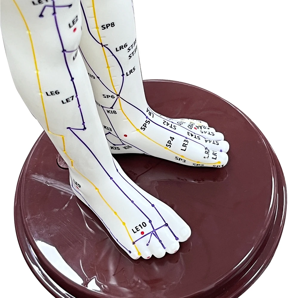 52CM Adult Human Body Acupuncture Model Chinese Medicine Man/Woman Meridians Models Teaching Medical Education Tool Home Decor