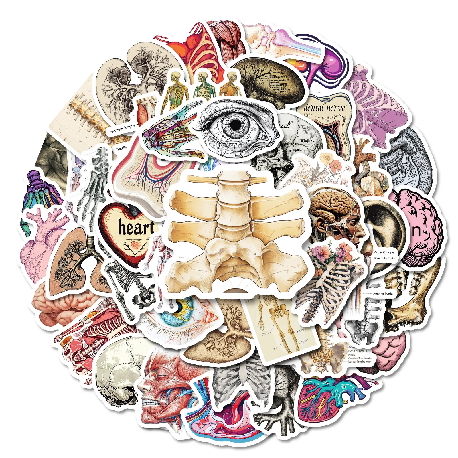 10/50 قطعة الأعضاء البشرية الكتابة على الجدران ملصقات التفكيك الرسم البياني الكرتون الأحياء DIY بها بنفسك الثلاجة الأمتعة المحمول الغيتار الدراجة ملصق لعبة