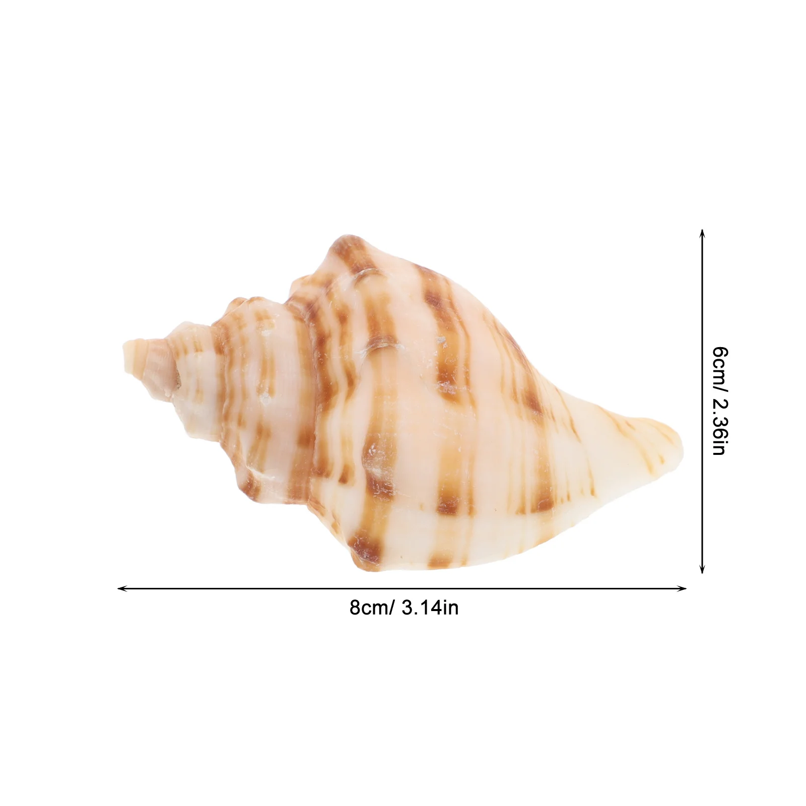 6Pcs Natural Snail Shells for Aquarium Home Shell Hermit Crab Replacement Fish Tank Decor Coastal Decor Living Room Desk - Image 3